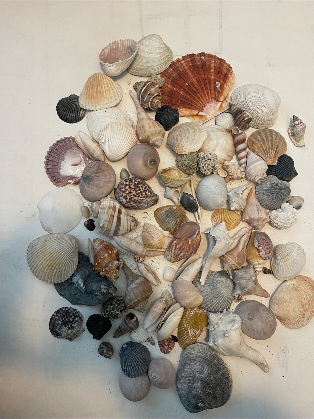 Assorted Natural Seashell Collection B - Multi-Color